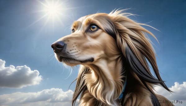 HQ,solo,brown eyes,yellow eyes,outdoors,sky,day,cloud,signature,collar,blue sky,no humans,animal,sunlight,looking up,dog,realistic,sun,animal focus,whiskers,closed mouth,cloudy sky