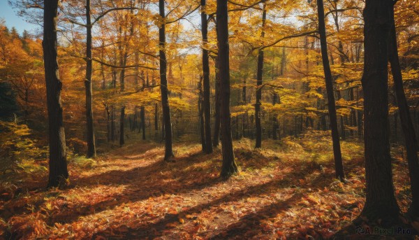 outdoors,sky,day,tree,blue sky,no humans,leaf,sunlight,grass,nature,scenery,forest,road,autumn leaves,maple leaf,autumn,landscape,orange theme,path,signature