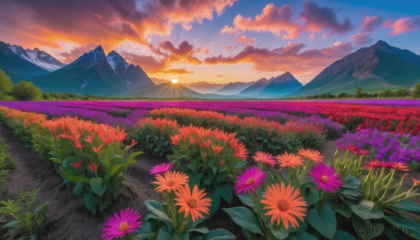 flower, outdoors, sky, cloud, no humans, cloudy sky, grass, nature, scenery, sunset, mountain, purple flower, sun, road, field, flower field, landscape, mountainous horizon, path