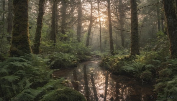 outdoors, day, tree, no humans, leaf, sunlight, plant, nature, scenery, forest, reflection, ruins