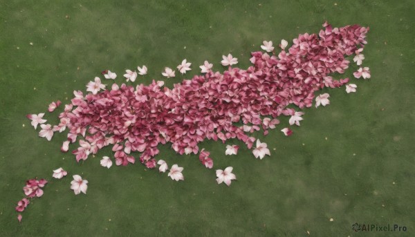 flower,outdoors,petals,no humans,from above,grass,white flower,cherry blossoms,scenery,pink flower,green background,green theme,still life,shadow,leaf,plant