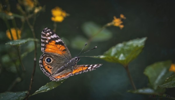 blue eyes, flower, wings, blurry, no humans, depth of field, blurry background, animal, leaf, bug, butterfly, animal focus