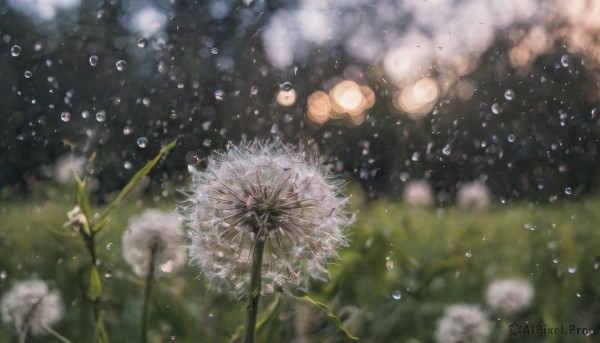 flower, outdoors, blurry, no humans, depth of field, plant, scenery, rain, water drop