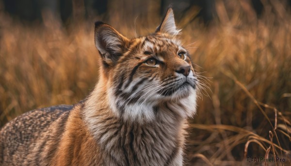 Image of a cat in a beautiful dynamic scene