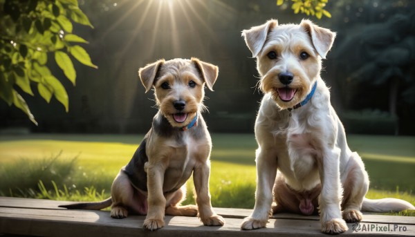 HQ,open mouth,outdoors,day,tongue,tongue out,blurry,black eyes,collar,no humans,animal,sunlight,grass,dog,realistic,animal focus,shiba inu,looking at viewer,sitting,standing,full body,signature,tree,leaf,animal collar