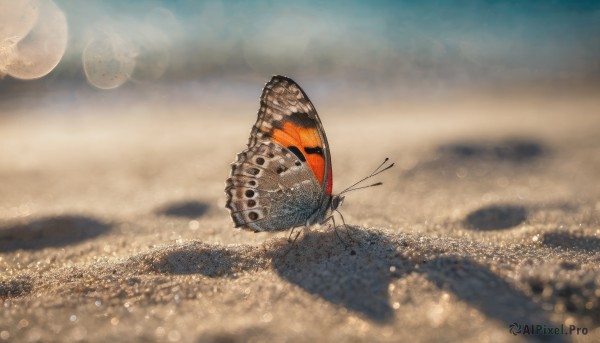 outdoors, sky, cloud, blurry, no humans, depth of field, animal, moon, bug, butterfly, scenery