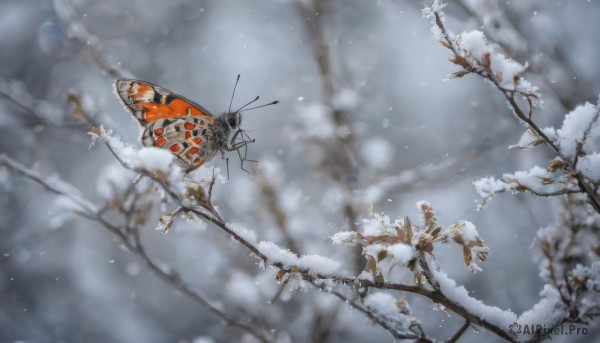 outdoors, blurry, tree, no humans, depth of field, bug, butterfly, scenery, snow, snowing, branch