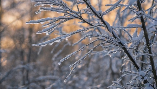 outdoors,day,blurry,tree,no humans,depth of field,blurry background,nature,scenery,snow,branch,winter,bare tree,realistic,still life