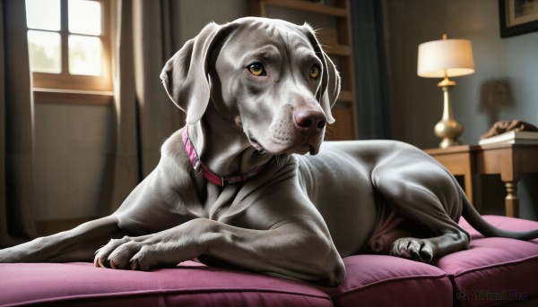 A dog captured beautifully in a inviting sunlight
