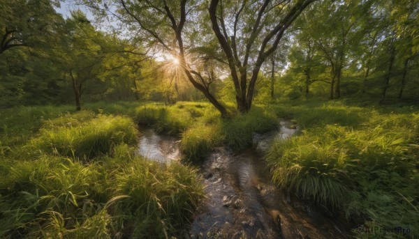 outdoors,sky,day,cloud,water,tree,blue sky,no humans,sunlight,grass,plant,nature,scenery,forest,reflection,river,sun,landscape,puddle,reflective water,stream