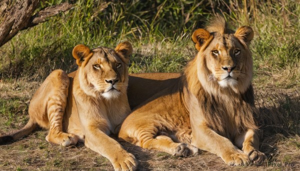 looking at viewer,full body,outdoors,lying,day,signature,tree,no humans,animal,grass,plant,on stomach,nature,realistic,animal focus,tiger,lion