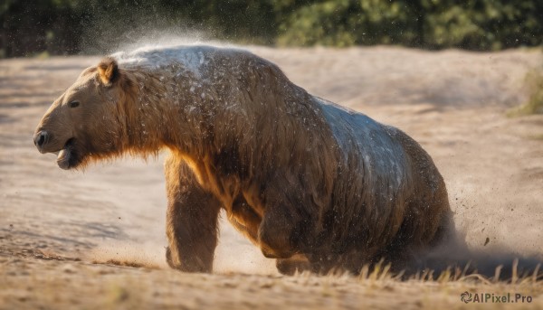 solo,outdoors,day,blurry,black eyes,from side,wet,no humans,depth of field,blurry background,animal,grass,realistic,animal focus,water