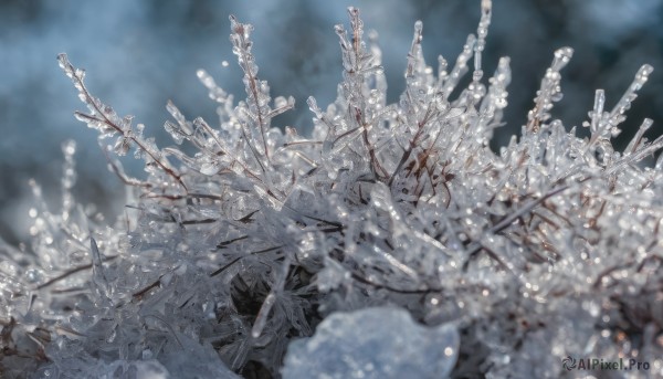 outdoors,sky,cloud,blurry,tree,no humans,depth of field,scenery,snow,branch,too many,solo,flower,bare tree