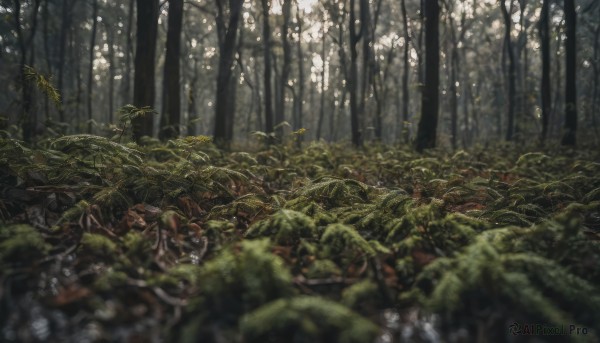 outdoors, day, blurry, tree, no humans, depth of field, sunlight, plant, nature, scenery, forest