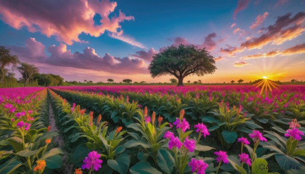 flower, outdoors, sky, cloud, tree, no humans, cloudy sky, grass, plant, nature, scenery, sunset, sun, field