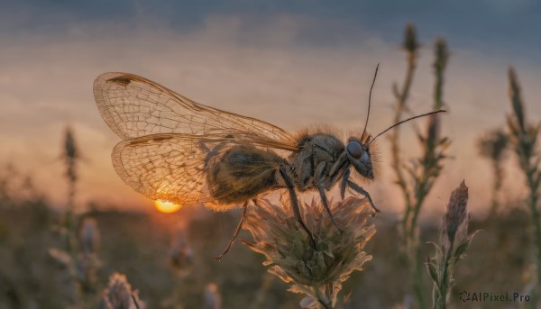 outdoors, wings, sky, blurry, no humans, depth of field, blurry background, bug, flying, antennae, dragonfly