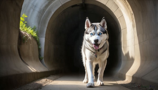 HQ,looking at viewer,open mouth,blue eyes,tongue,indoors,signature,tongue out,collar,no humans,shadow,animal,plant,dog,realistic,door,animal focus,pillar,jewelry,outdoors,day,necklace,fangs,gem,pendant,arch