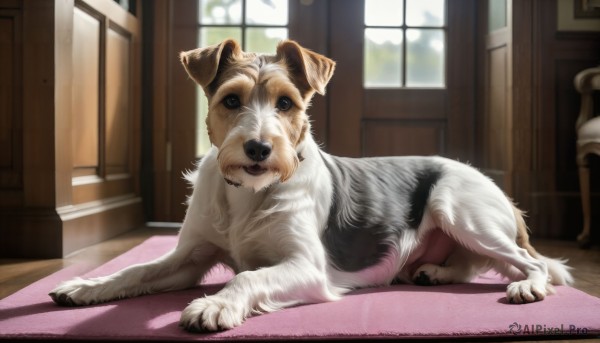 Image of a dog in a fresh day