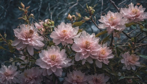 flower, outdoors, blurry, no humans, depth of field, leaf, nature, scenery, pink flower, realistic, branch, still life