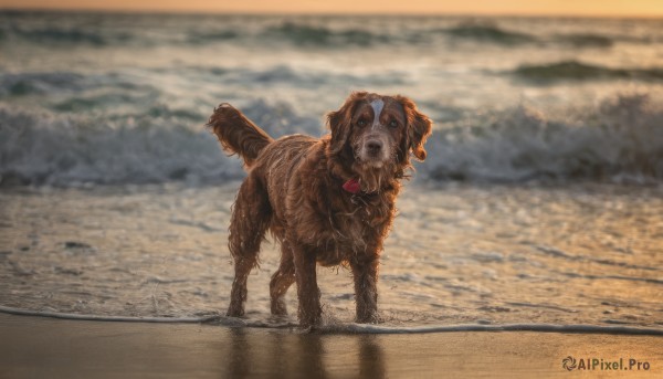 An iconic dog framed by a bold outdoors
