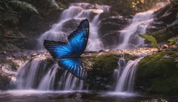 outdoors, day, artist name, water, blurry, tree, no humans, animal, leaf, bug, butterfly, nature, scenery, forest, river, waterfall, blue butterfly