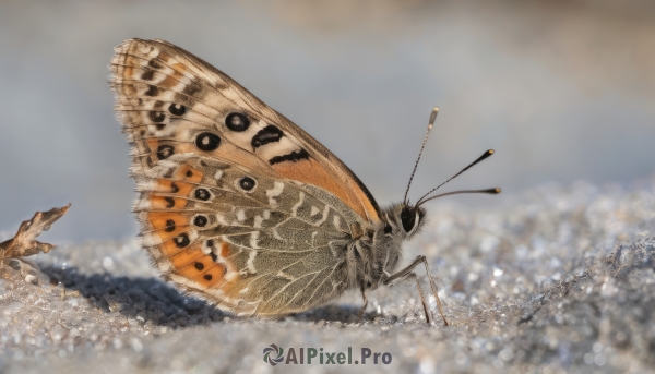 outdoors, wings, sky, blurry, no humans, depth of field, animal, bug, flying, realistic, antennae