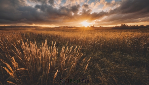 outdoors,sky,cloud,tree,no humans,sunlight,cloudy sky,grass,nature,scenery,sunset,sun,horizon,field,landscape,blue sky,lens flare