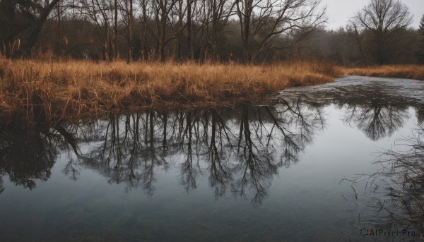 outdoors,sky,water,tree,no humans,grass,nature,scenery,forest,reflection,bare tree,river,lake,fog,day,cloud,landscape,reflective water