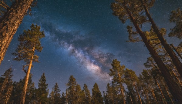 outdoors,sky,cloud,tree,dutch angle,no humans,night,star (sky),nature,night sky,scenery,forest,starry sky,milky way,bare tree,pine tree