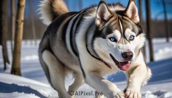 HQ,looking at viewer,blue eyes,outdoors,tongue,tongue out,blurry,tree,no humans,depth of field,blurry background,animal,snow,dog,realistic,animal focus,winter,solo,open mouth,tail,collar