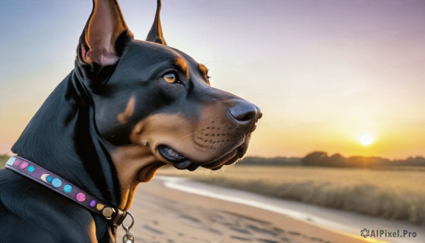 A dog captured in a tranquil sunset outdoors