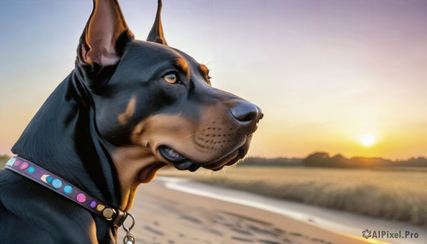 HQ,solo,jewelry,outdoors,sky,teeth,necklace,blurry,collar,from side,no humans,animal,fangs,furry,sunset,dog,realistic,leash,sun,animal focus,spiked collar,water,profile,ocean,shiba inu