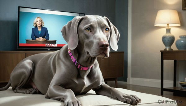 HQ,solo,blonde hair,1boy,male focus,indoors,collar,no humans,animal,table,desk,dog,realistic,lamp,animal focus,animal collar,fine art parody,reference inset,photo inset,1girl,looking at viewer,short hair,shirt,brown eyes,jewelry,yellow eyes,lying,necklace,chair,blue shirt,nose,computer,monitor,animalization