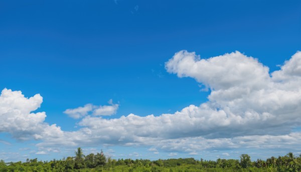 outdoors,sky,day,cloud,tree,blue sky,no humans,cloudy sky,grass,nature,scenery,forest,summer,landscape