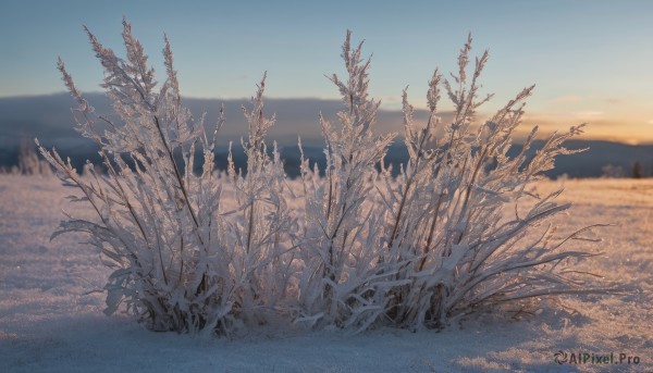 outdoors,sky,day,cloud,blurry,tree,blue sky,no humans,plant,nature,scenery,snow,sunset,horizon,winter,bare tree,landscape,mountainous horizon,gradient sky,sunrise,water,ocean,beach