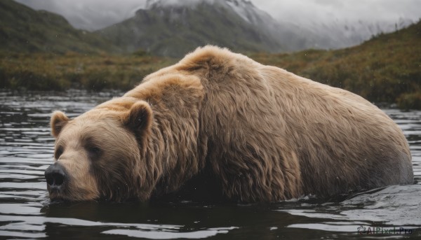 outdoors,lying,day,water,blurry,wet,no humans,depth of field,blurry background,animal,nature,reflection,mountain,realistic,animal focus,bear,grey sky,oversized animal,sky,cloud,cloudy sky,tanuki