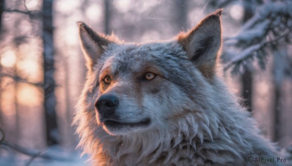 closed mouth, outdoors, signature, blurry, tree, no humans, blurry background, animal, snow, snowing, realistic, animal focus, winter, bare tree, wolf