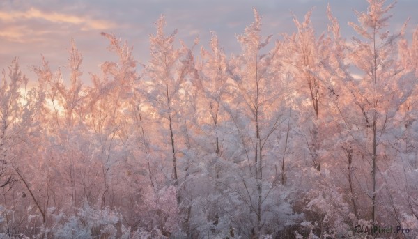 outdoors,sky,day,cloud,tree,blue sky,no humans,cloudy sky,nature,scenery,snow,forest,winter,bare tree,gradient sky,cherry blossoms,sunset,landscape