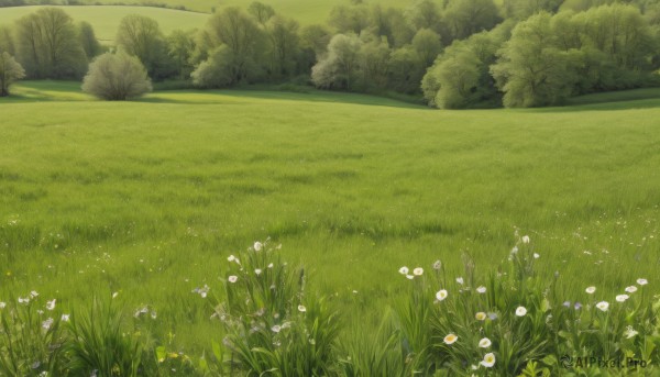 flower,outdoors,sky,day,tree,no humans,grass,white flower,nature,scenery,forest,bush,field,green theme,landscape,cloud,flower field