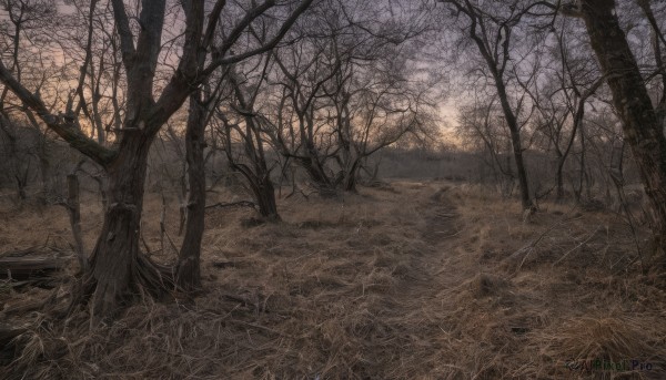 outdoors,sky,tree,no humans,grass,nature,scenery,forest,sunset,bare tree,landscape,path,sunlight,road,field