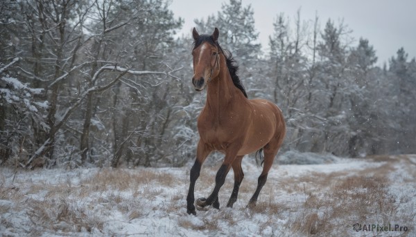 Image of a unique subject in a vibrant snowy day