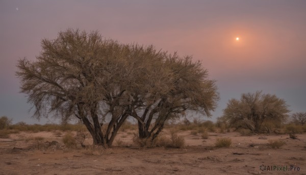 outdoors,sky,tree,no humans,night,grass,star (sky),nature,scenery,forest,sunset,rock,sand,sun,road,bare tree,path,desert,cloud,plant,landscape