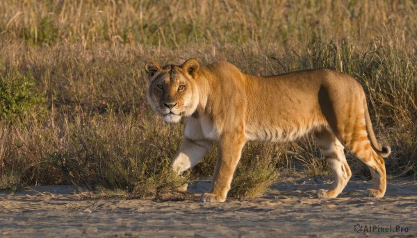 solo,looking at viewer,full body,outdoors,day,no humans,animal,cat,grass,plant,nature,realistic,animal focus,tiger,standing,water