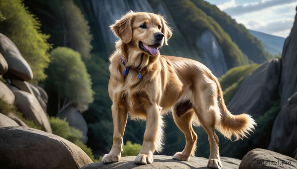 A dog captured beautifully in a inviting day
