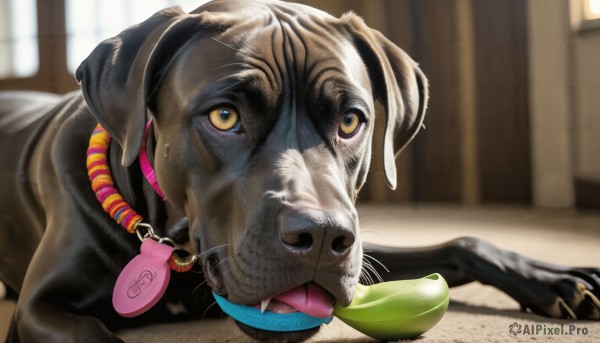 HQ,solo,looking at viewer,brown eyes,yellow eyes,tongue,indoors,tongue out,blurry,collar,no humans,depth of field,blurry background,animal,fangs,mouth hold,cat,dog,realistic,leash,animal focus,animal collar,whiskers,pink collar,pet bowl,open mouth,necklace,clothed animal