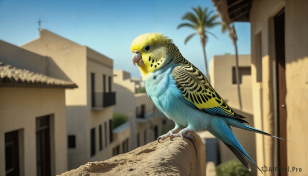 HQ,solo,outdoors,sky,day,blurry,tree,blue sky,no humans,depth of field,blurry background,bird,animal,building,realistic,palm tree,house,animal focus,beak,looking at viewer,window,scenery,power lines