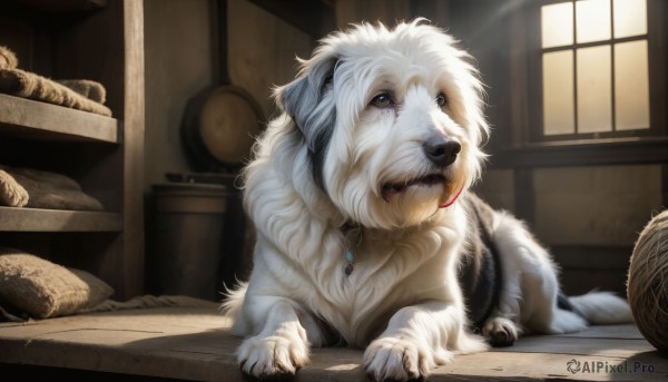 HQ,solo,blue eyes,jewelry,indoors,necklace,no humans,window,blood,animal,pendant,dog,realistic,basket,animal focus,white fur,bread,yarn,yarn ball,looking at viewer,brown eyes,full body,lying,tongue,tongue out,collar,pillow,fangs,sunlight,on stomach,gem,light rays,sunbeam,electric fan