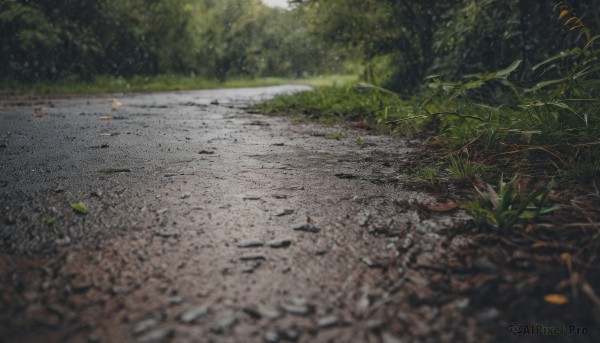 outdoors,day,blurry,tree,no humans,grass,plant,nature,scenery,forest,road,photo background,water,depth of field,leaf,rock,realistic,bush,path