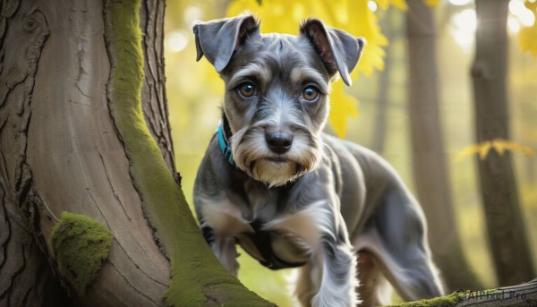 HQ,solo,looking at viewer,blue eyes,brown eyes,outdoors,day,blurry,collar,tree,no humans,animal,leaf,sunlight,nature,forest,dog,realistic,animal focus,hat,closed mouth,depth of field,blurry background,moss