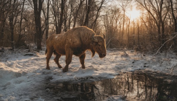 outdoors,day,tree,no humans,animal,sunlight,nature,scenery,snow,forest,chinese zodiac,winter,bare tree,deer,boar,horns,sky,sunset,rock,sun